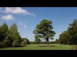 Miechowicka Ostoja Leśna